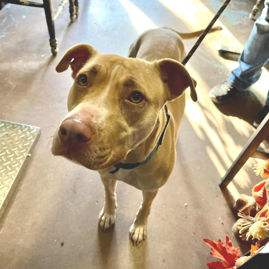 Bunny, a Adoptable mixed breed in Stephenville, TX image 3/3