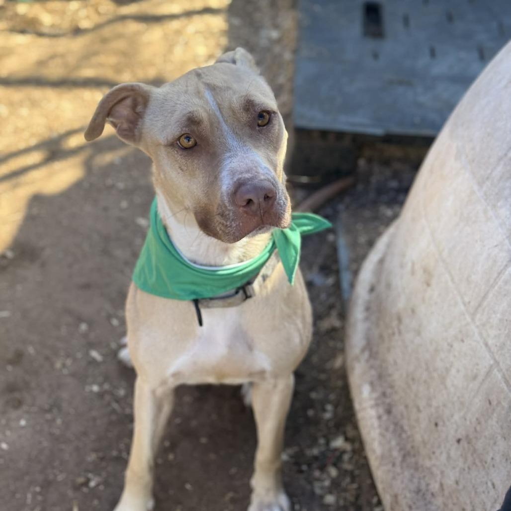 Enlarge Bunny, a Adoptable mixed breed in Stephenville, TX image 4/6