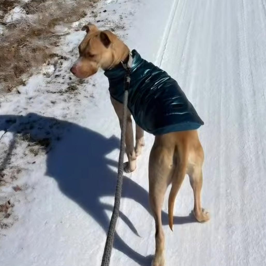 Enlarge Bunny, a Adoptable mixed breed in Stephenville, TX image 5/6