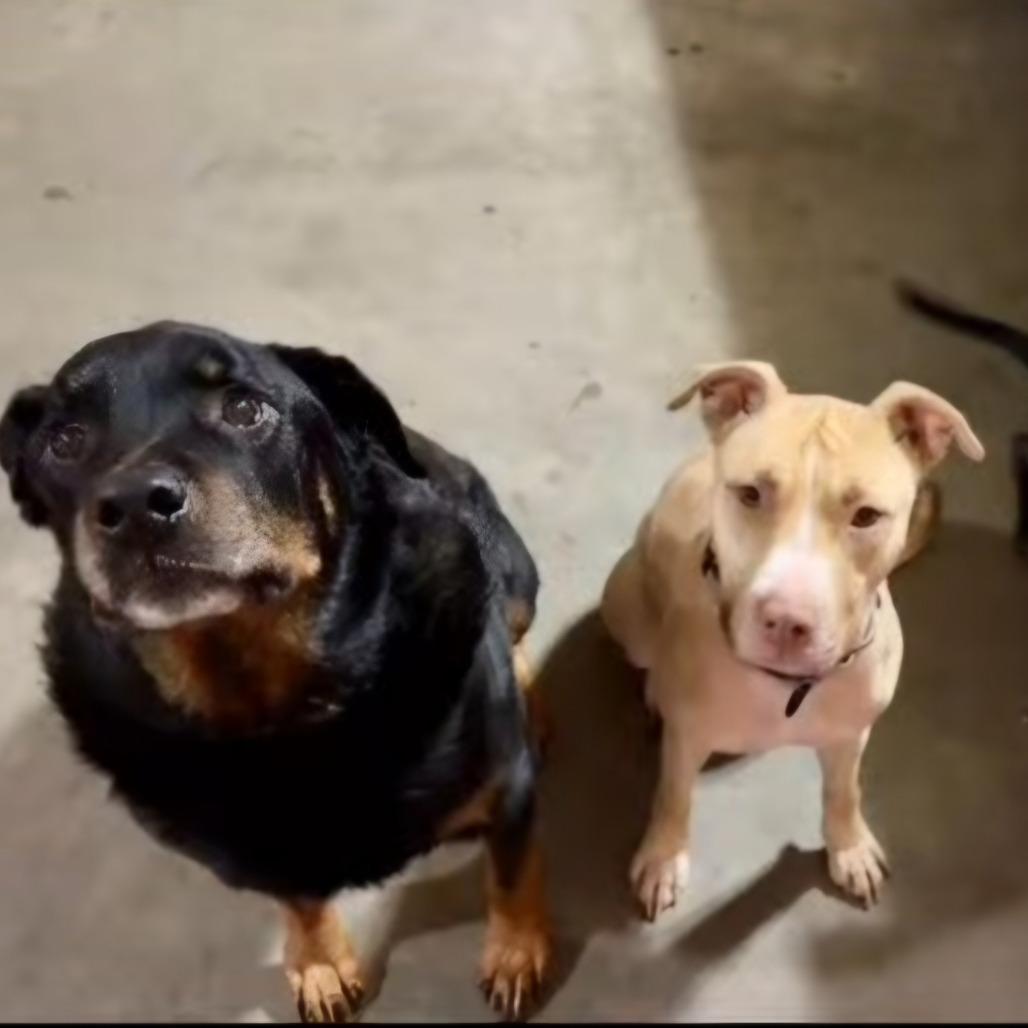 Enlarge Bunny, a Adoptable mixed breed in Stephenville, TX image 6/6