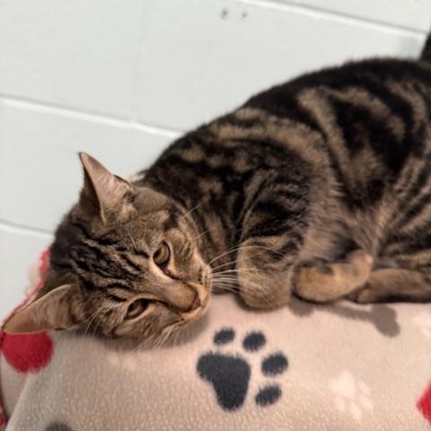 Enlarge Buzz, a Adoptable Domestic Short Hair in Oakdale, CA image 1/2