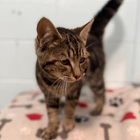 Enlarge Buzz, a Adoptable Domestic Short Hair in Oakdale, CA image 2/2