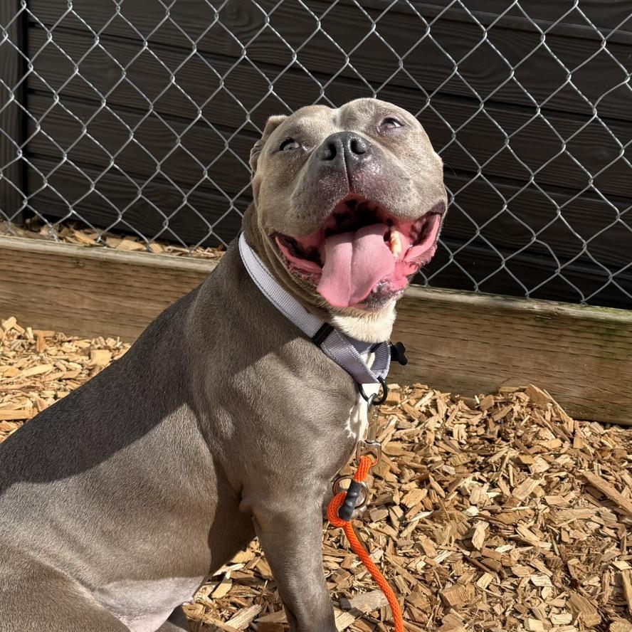 Enlarge Boudica, a Adoptable Pit Bull Terrier in Tacoma, WA image 1/2