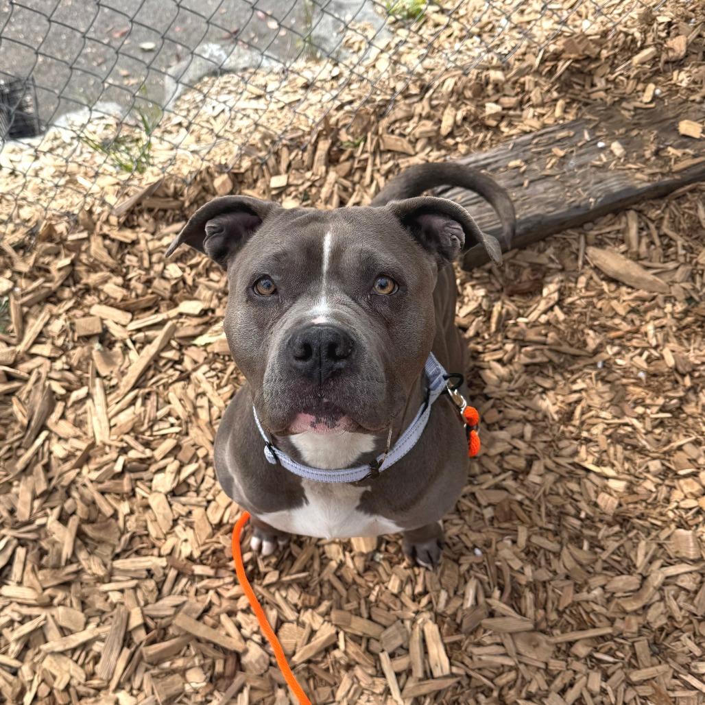 Enlarge Boudica, a Adoptable Pit Bull Terrier in Tacoma, WA image 2/2