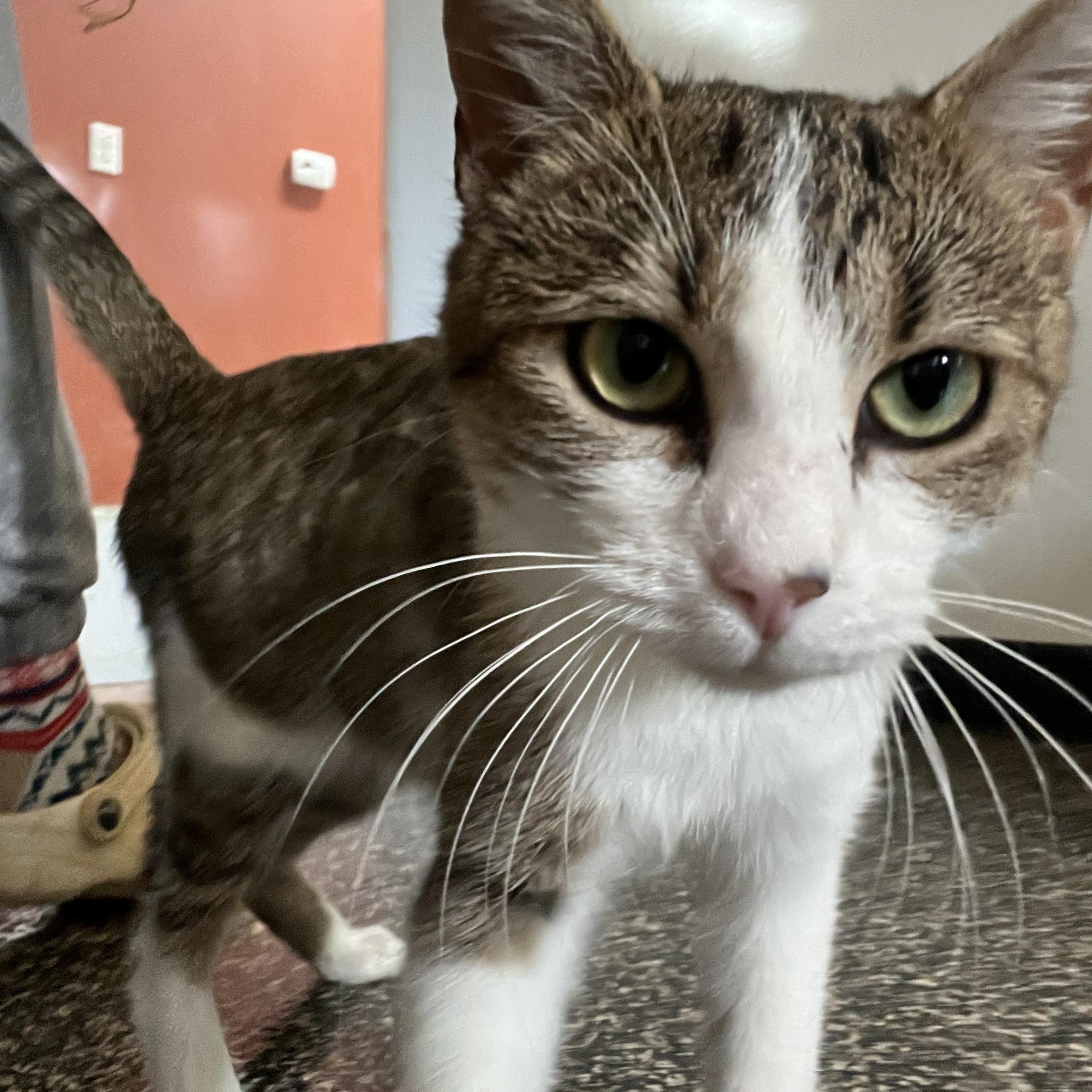 Cafe AuLait, a Adoptable Domestic Short Hair in McKenzie, TN image 2/3