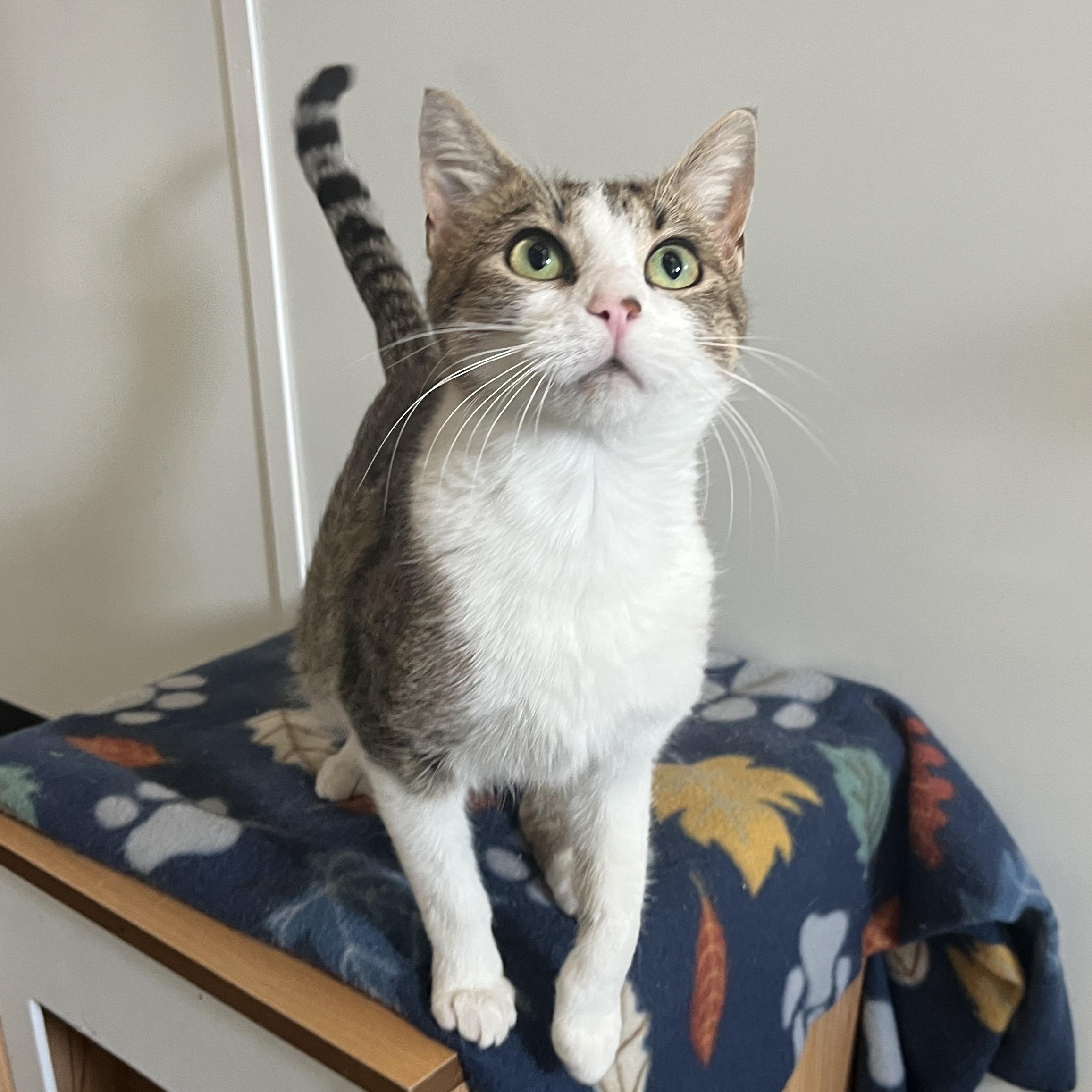 Cafe AuLait, Adoptable, Young Female Domestic Short Hair.
