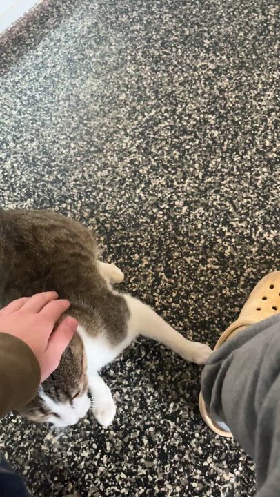 Enlarge Cafe AuLait, a Adoptable Domestic Short Hair in McKenzie, TN video 3/3