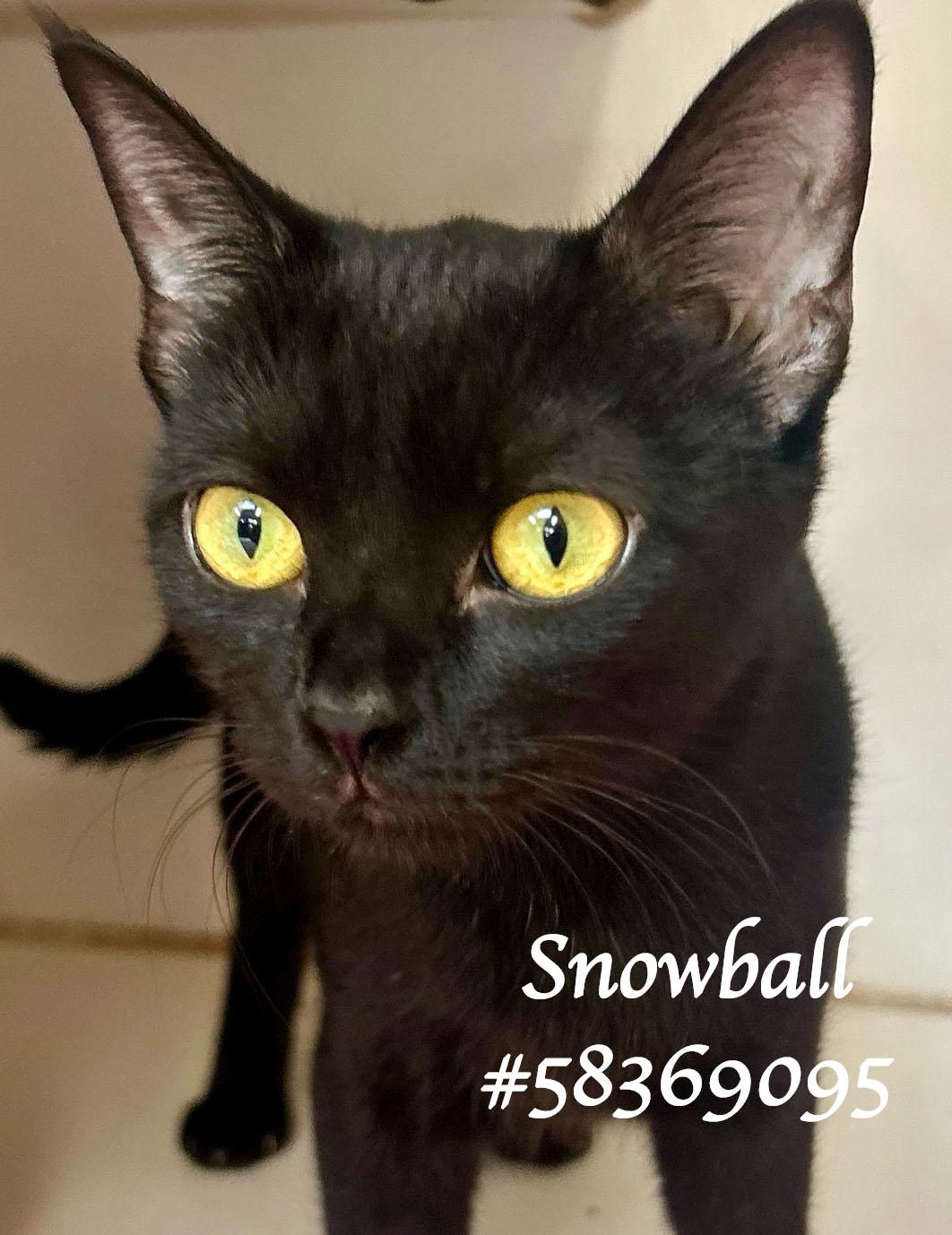 Snowball