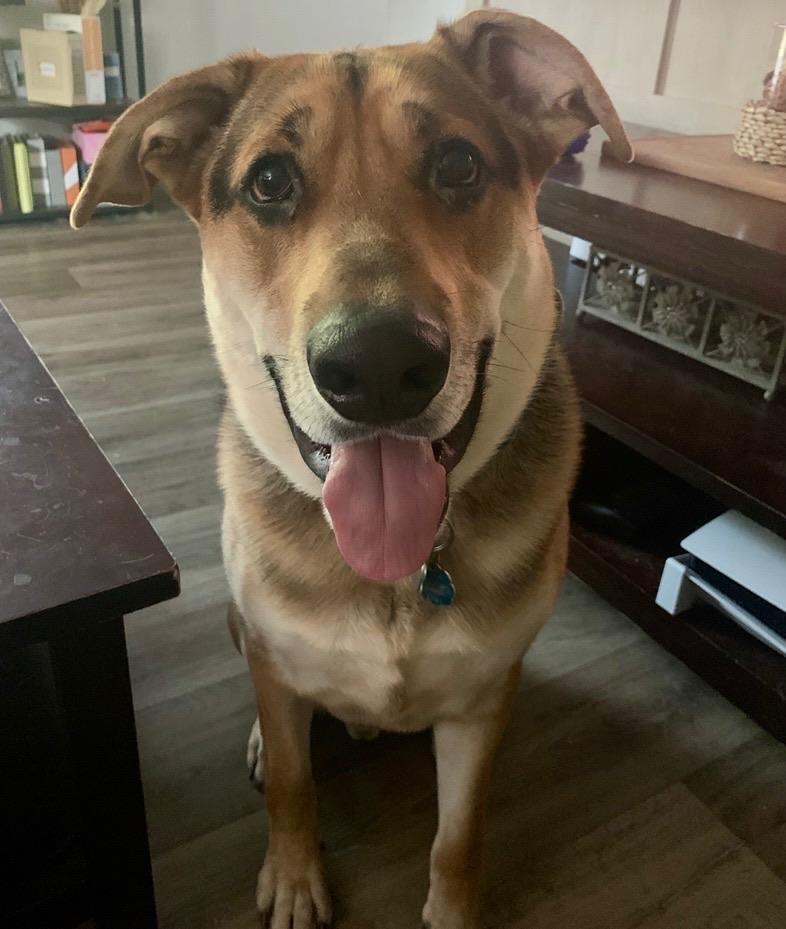 Enlarge Boone, an adopted mixed breed in Mount Airy, NC image 2/4