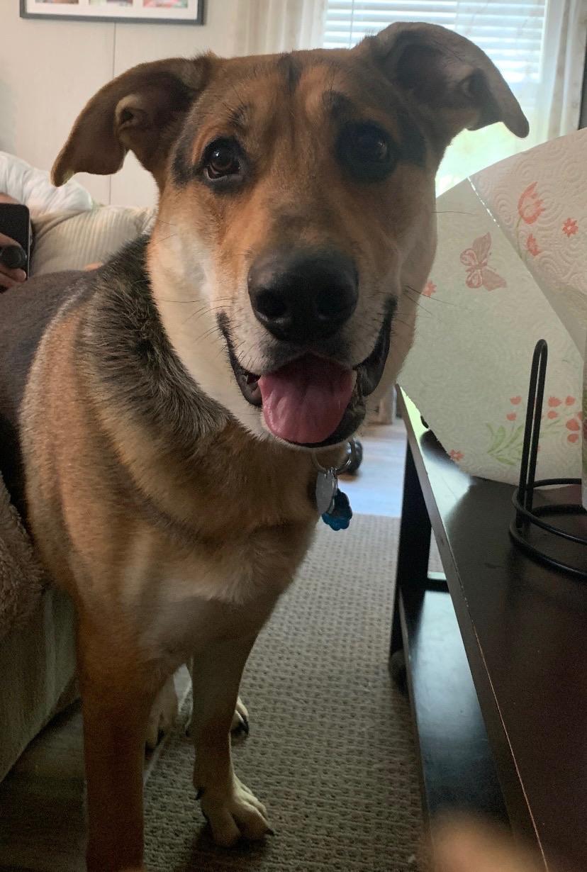 Boone, adopted, Adult Male German Shepherd Dog & Hound.