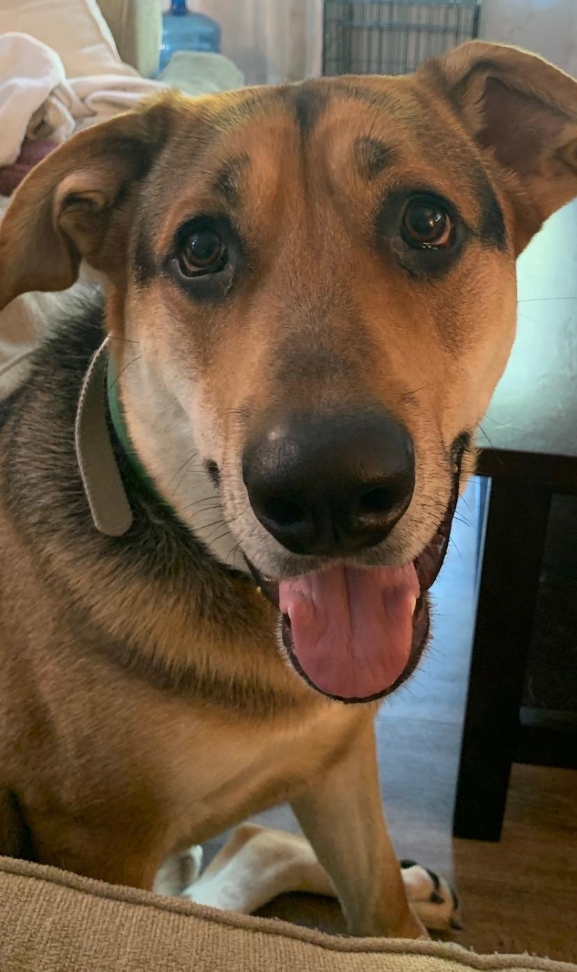 Enlarge Boone, an adopted mixed breed in Mount Airy, NC image 3/4