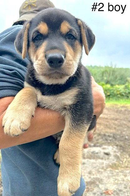 Enlarge Boone, an adopted mixed breed in Mount Airy, NC image 4/4
