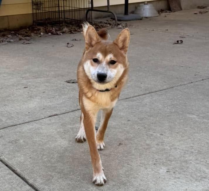 Enlarge Paddington, a Adoptable Shiba Inu in Jonesburg, MO image 3/6