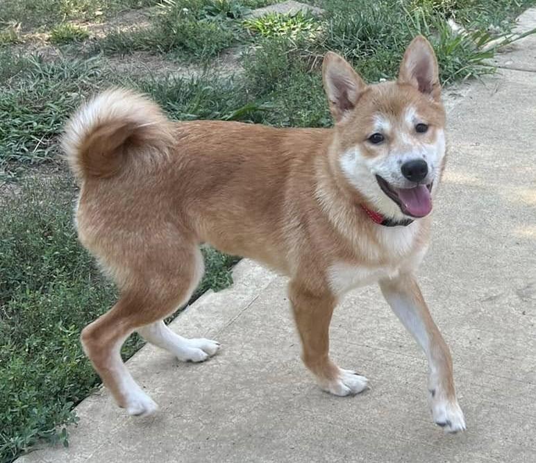 Paddington, Adoptable, Young Male Shiba Inu.