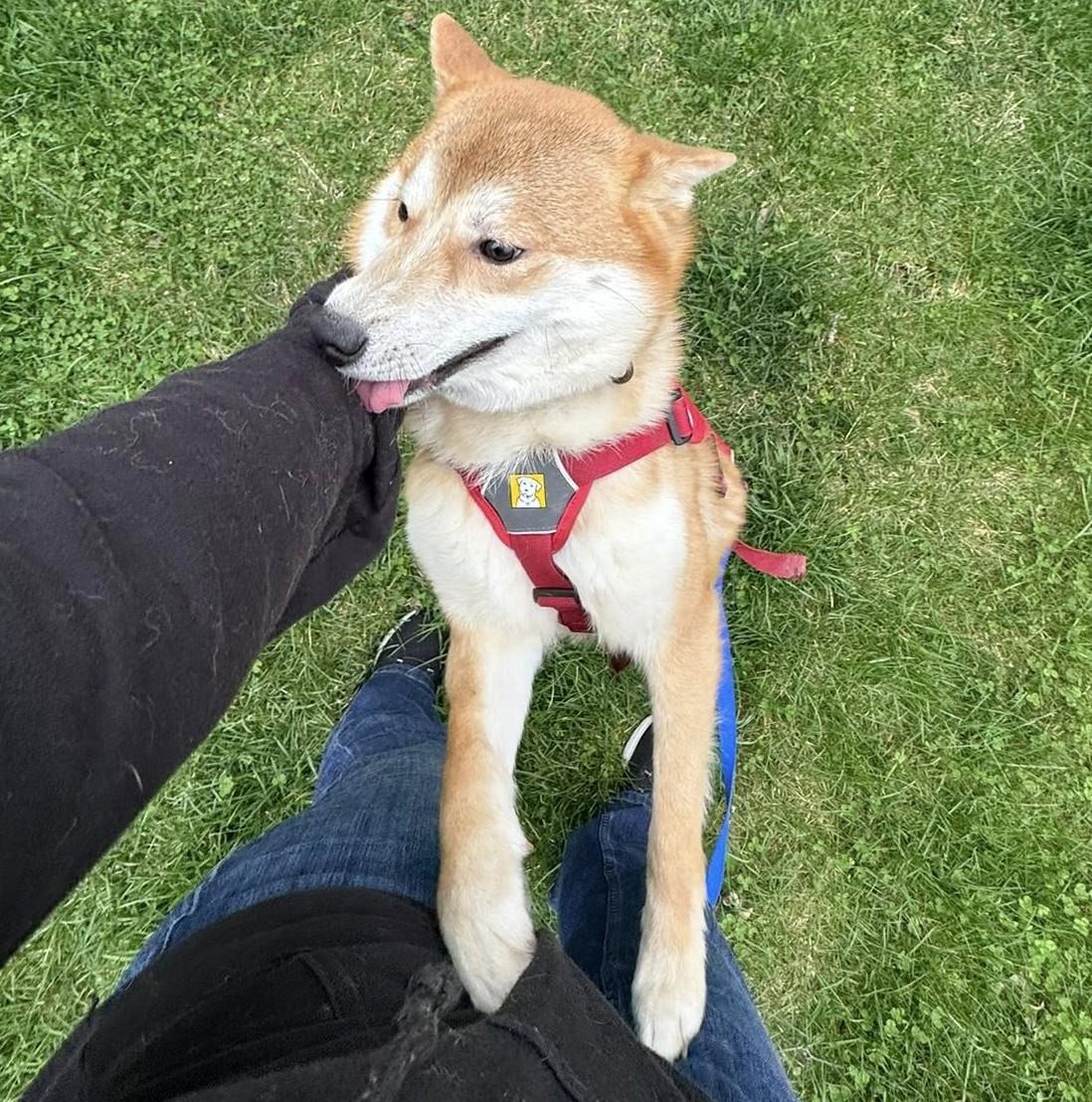 Enlarge Paddington, a Adoptable Shiba Inu in Jonesburg, MO image 4/6