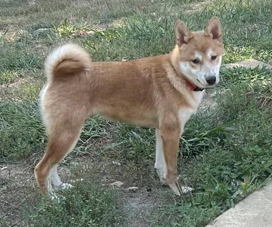 Enlarge Paddington, a Adoptable Shiba Inu in Jonesburg, MO image 5/6