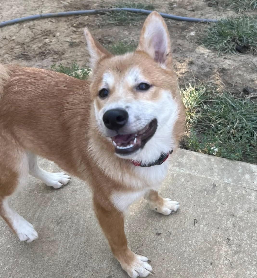 Enlarge Paddington, a Adoptable Shiba Inu in Jonesburg, MO image 2/6