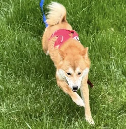 Enlarge Paddington, a Adoptable Shiba Inu in Jonesburg, MO image 6/6