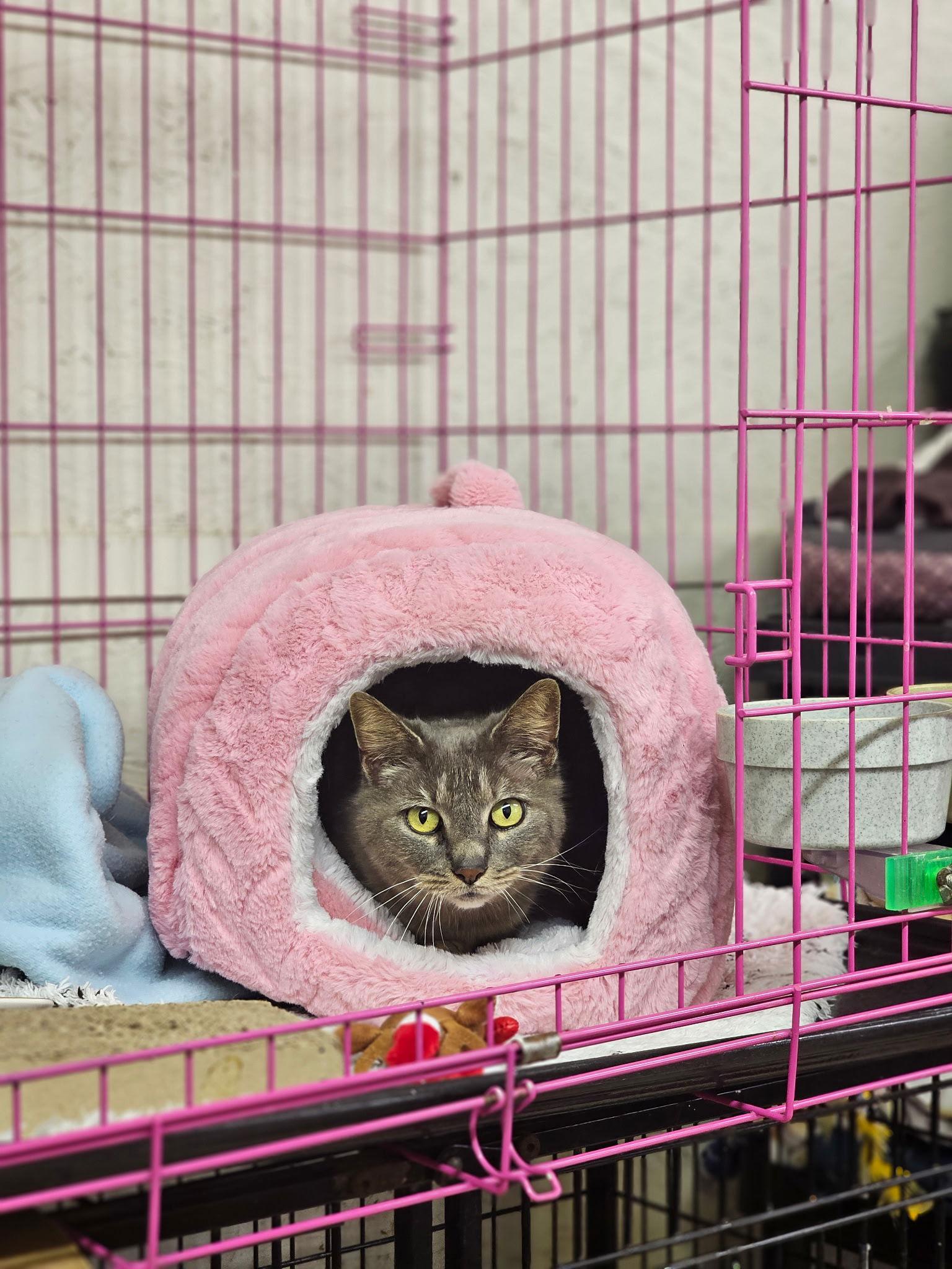 Daisy, Adoptable, Adult Female Domestic Short Hair & Tabby.