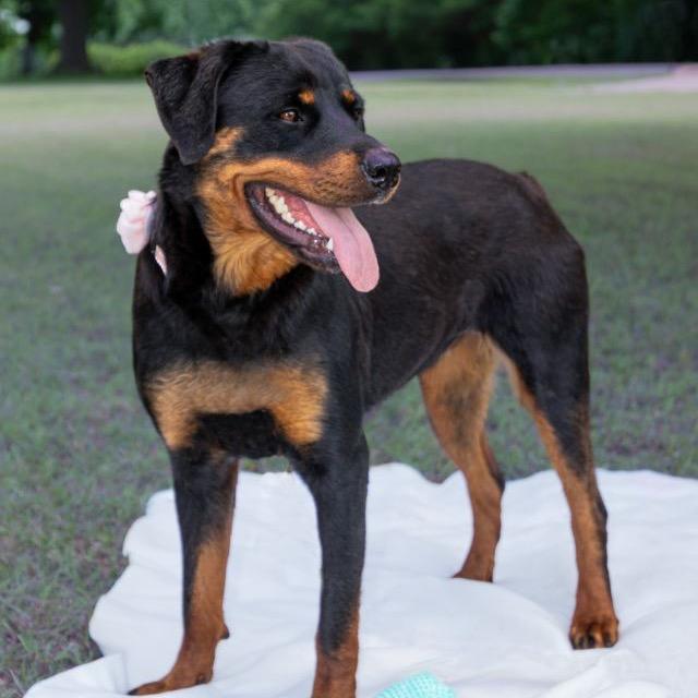 Enlarge Sadie, a Adoptable Rottweiler in Ennis, TX image 1/4