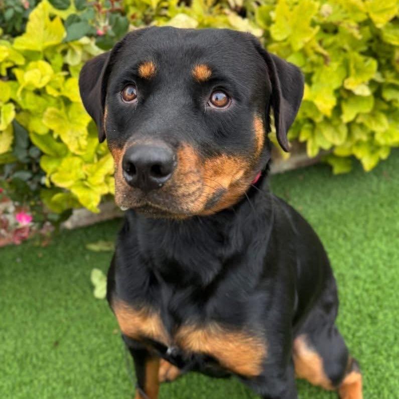 Enlarge Sadie, a Adoptable Rottweiler in Ennis, TX image 2/4