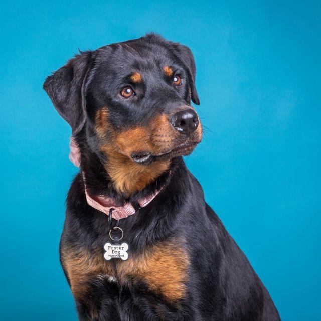 Enlarge Sadie, a Adoptable Rottweiler in Ennis, TX image 3/4