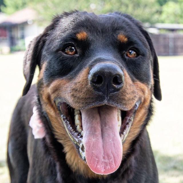 Enlarge Sadie, a Adoptable Rottweiler in Ennis, TX image 4/4