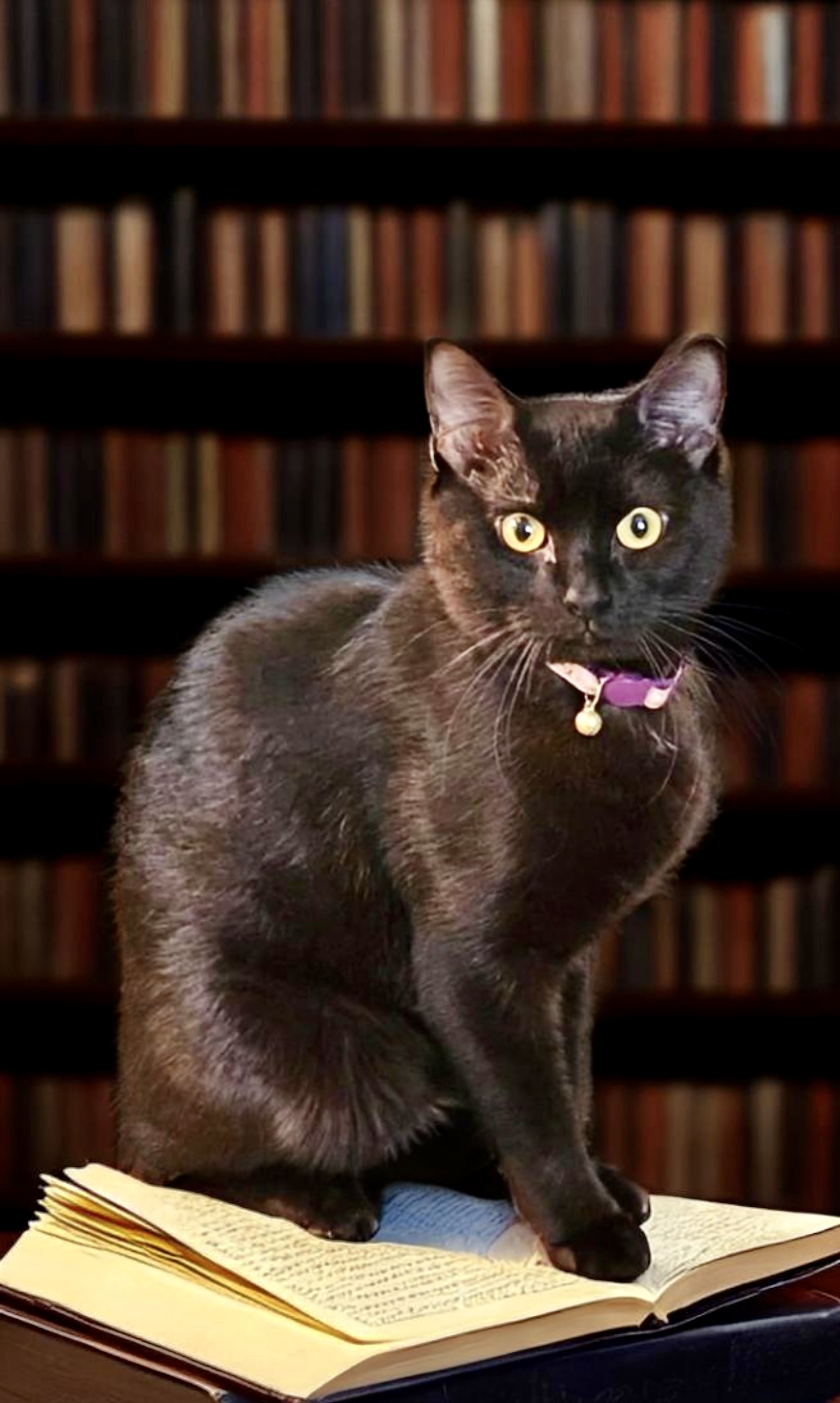 Edgar Allan Paw