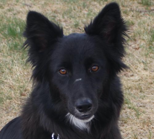 Enlarge Socks, an adopted Border Collie in Denver, CO image 2/6