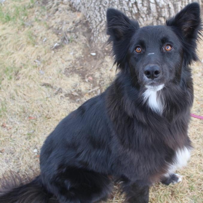 Enlarge Socks, an adopted Border Collie in Denver, CO image 6/6