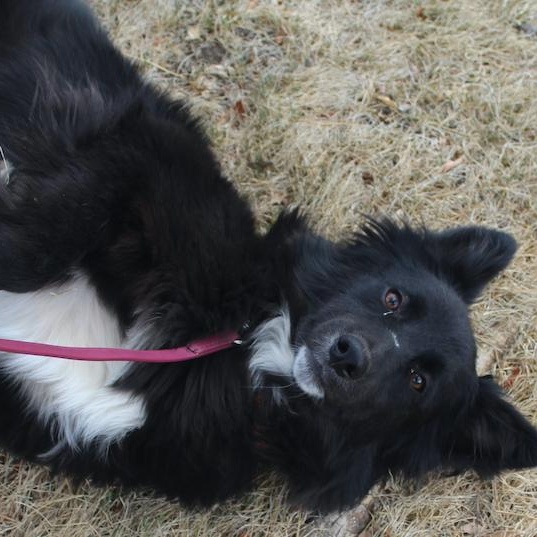 Enlarge Socks, an adopted Border Collie in Denver, CO image 4/6