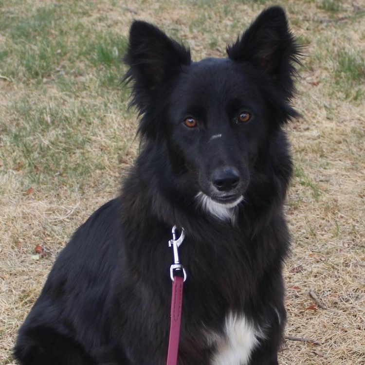 Enlarge Socks, an adopted Border Collie in Denver, CO image 5/6