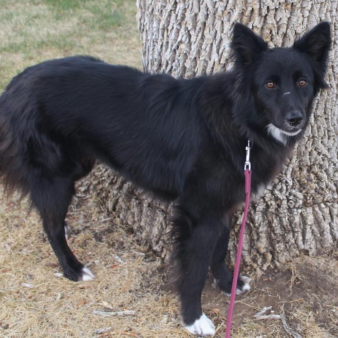 Enlarge Socks, an adopted Border Collie in Denver, CO image 3/6
