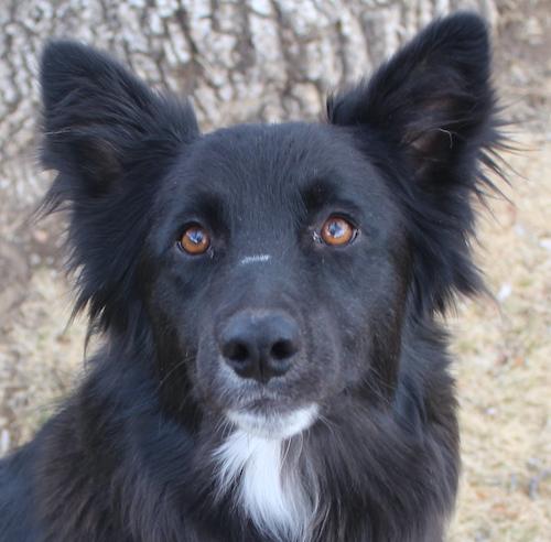 Enlarge Socks, an adopted Border Collie in Denver, CO image 1/6
