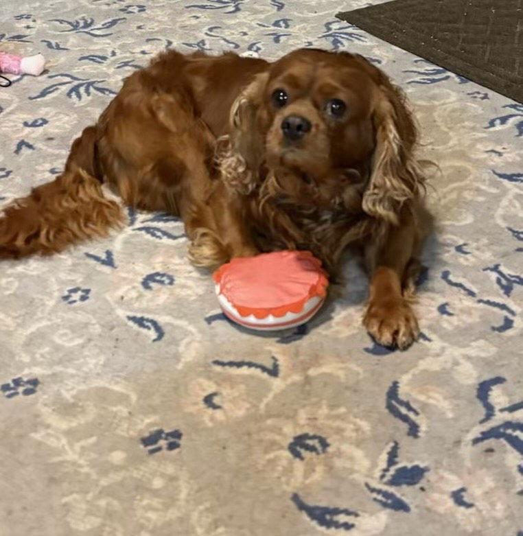 Redmond, Adoptable, Adult Male Cavalier King Charles Spaniel.