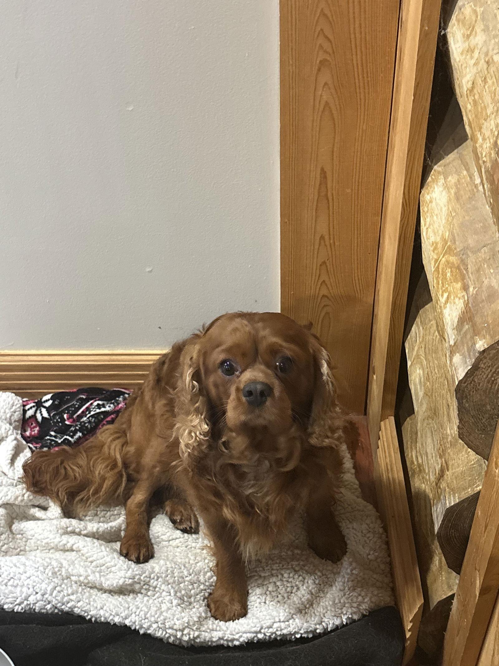 Enlarge Redmond, a Adopted Cavalier King Charles Spaniel in New Albany, OH image 2/3