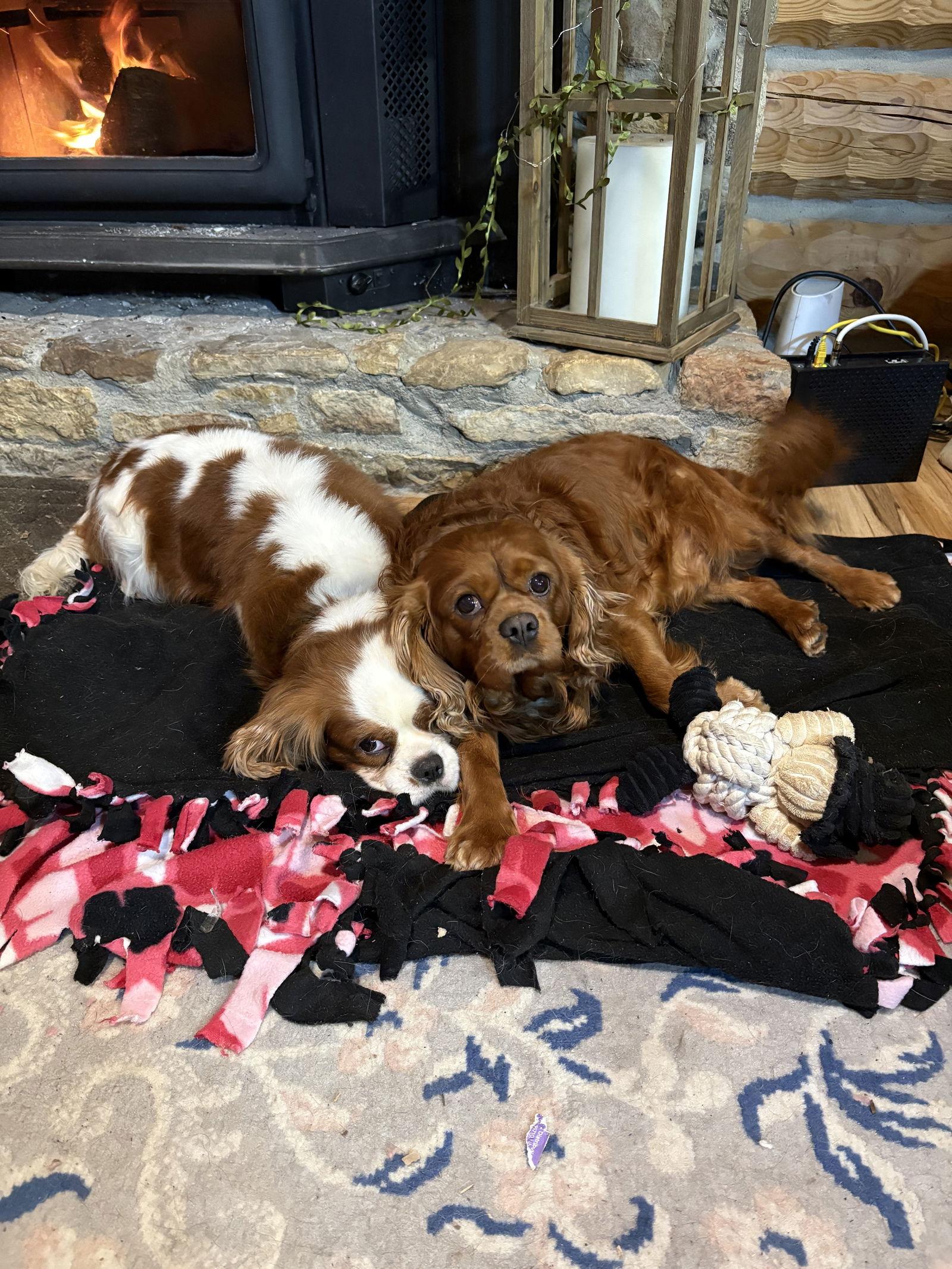 Enlarge Redmond, a Adopted Cavalier King Charles Spaniel in New Albany, OH image 3/3