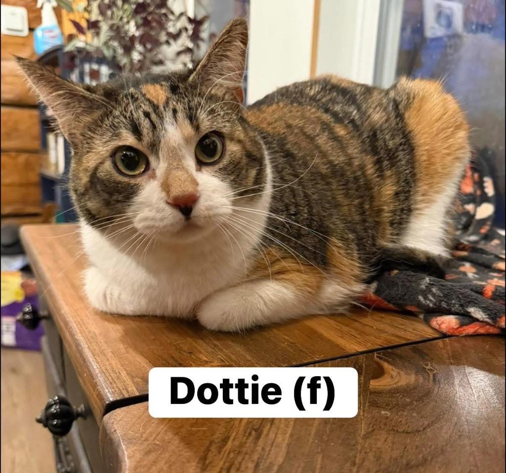 Enlarge Dot / Dottie, a Adoptable Domestic Short Hair in Cloquet, MN image 1/1
