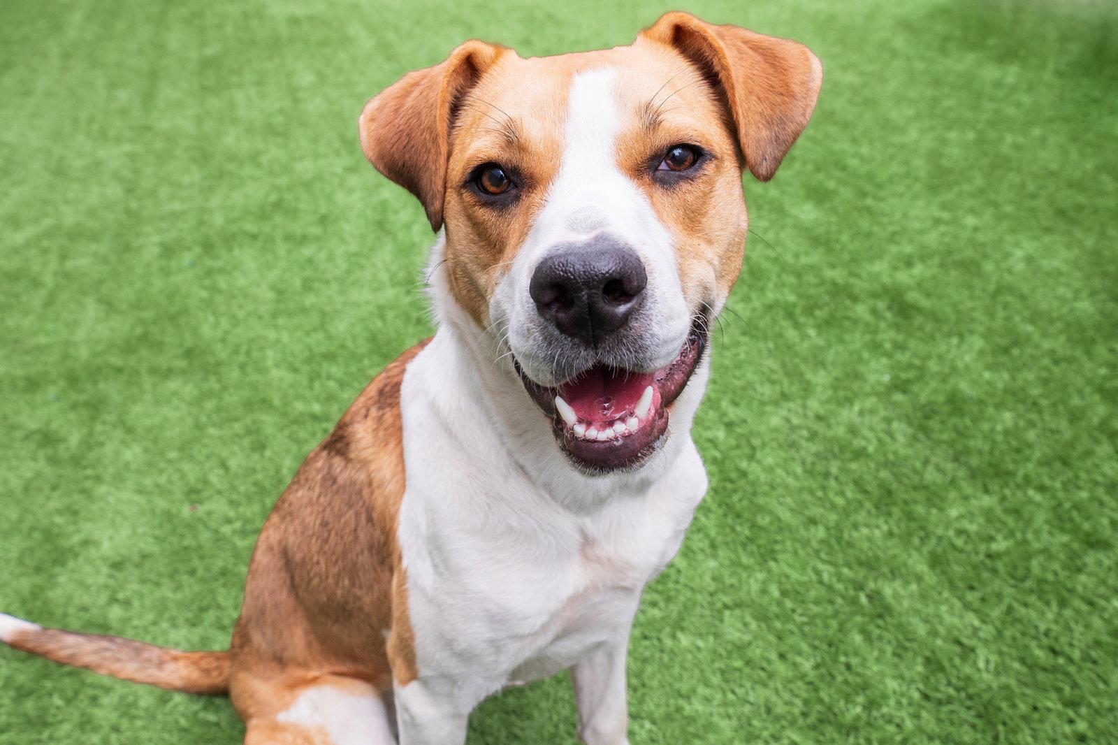 Bailey, Adoptable, Adult Female Hound.