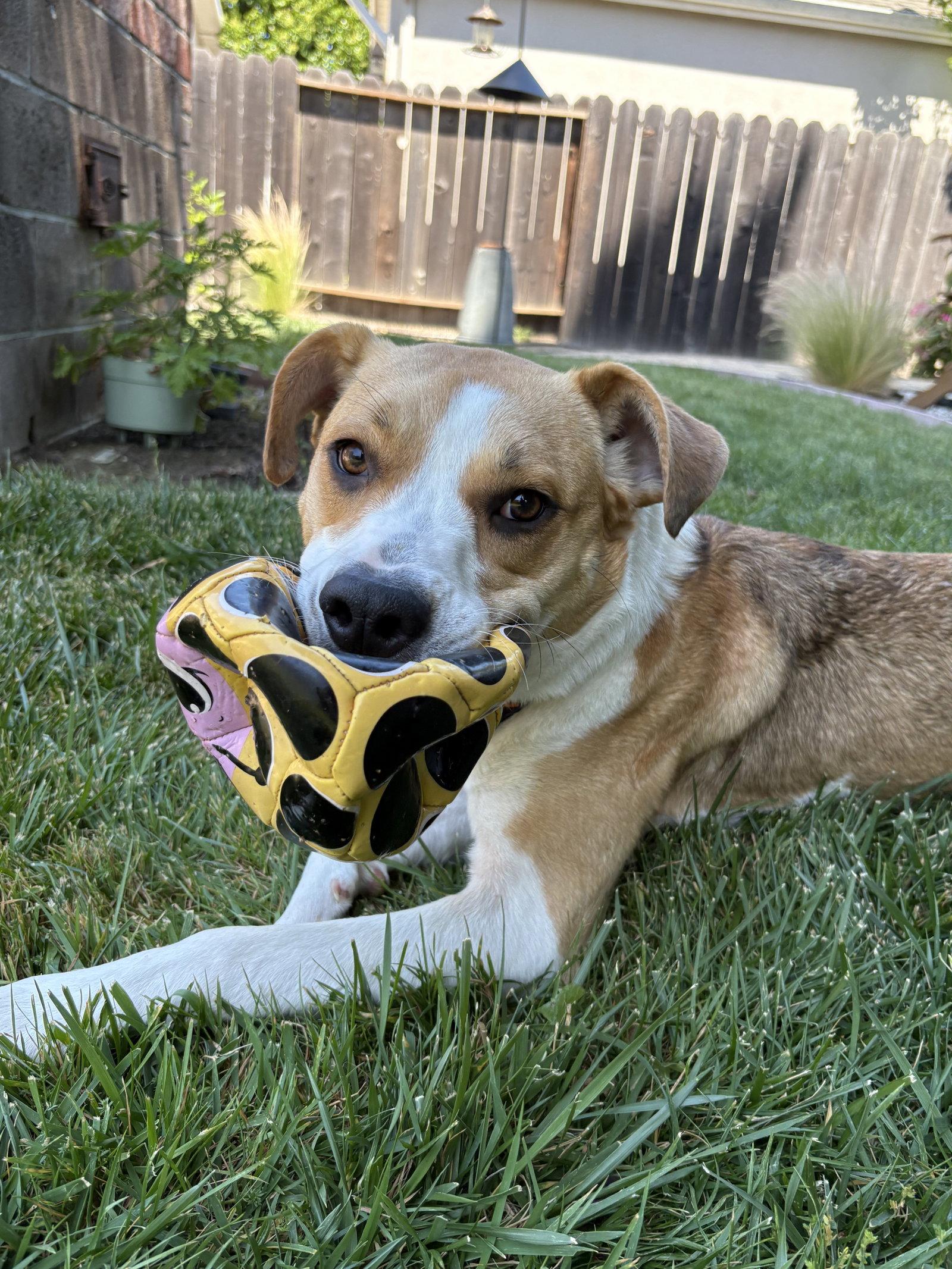 Enlarge Bailey, a Adoptable Hound in Burlingame, CA image 2/3