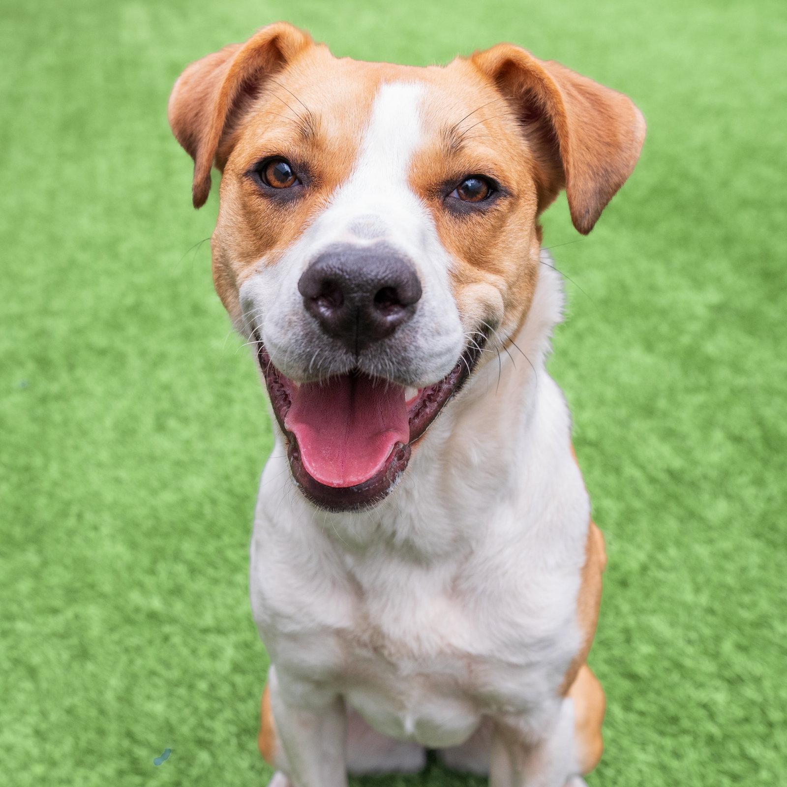 Enlarge Bailey, a Adoptable Hound in Burlingame, CA image 2/3
