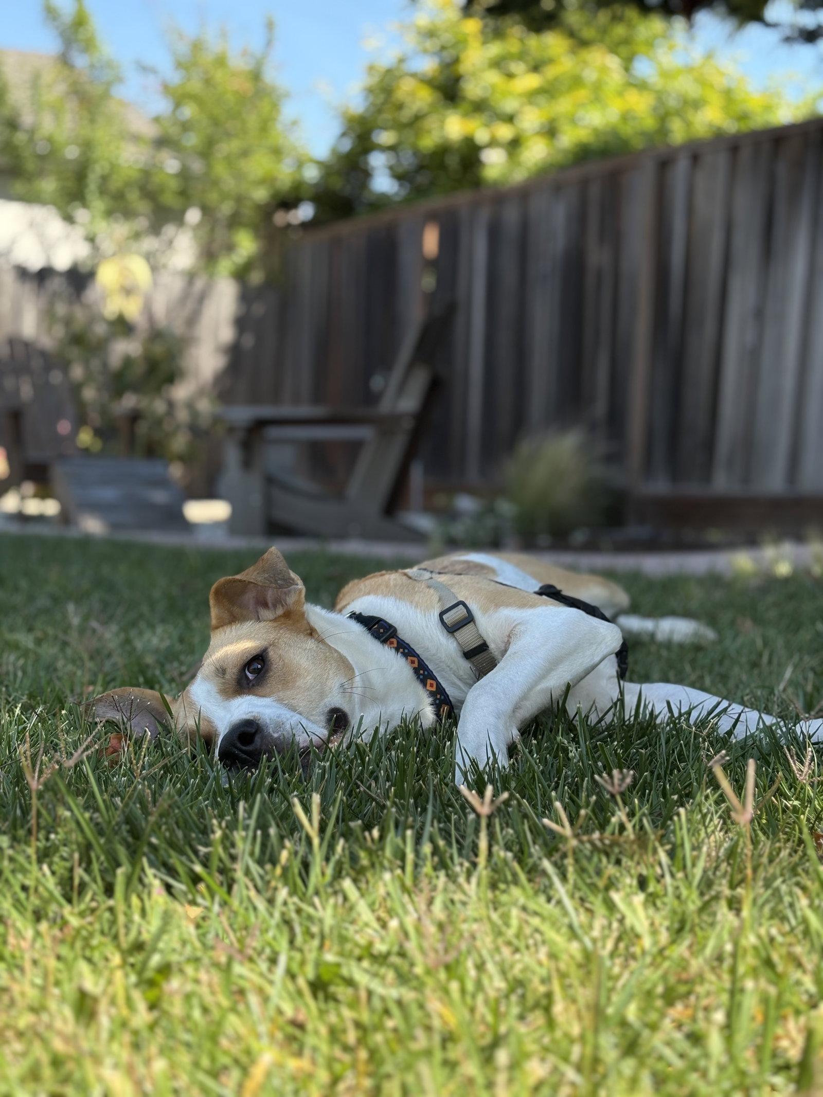 Enlarge Bailey, a Adoptable Hound in Burlingame, CA image 3/3