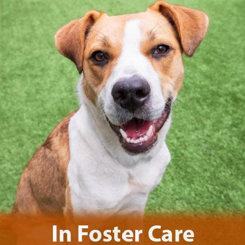 Bailey, a Adoptable Hound in Burlingame, CA image 3/3