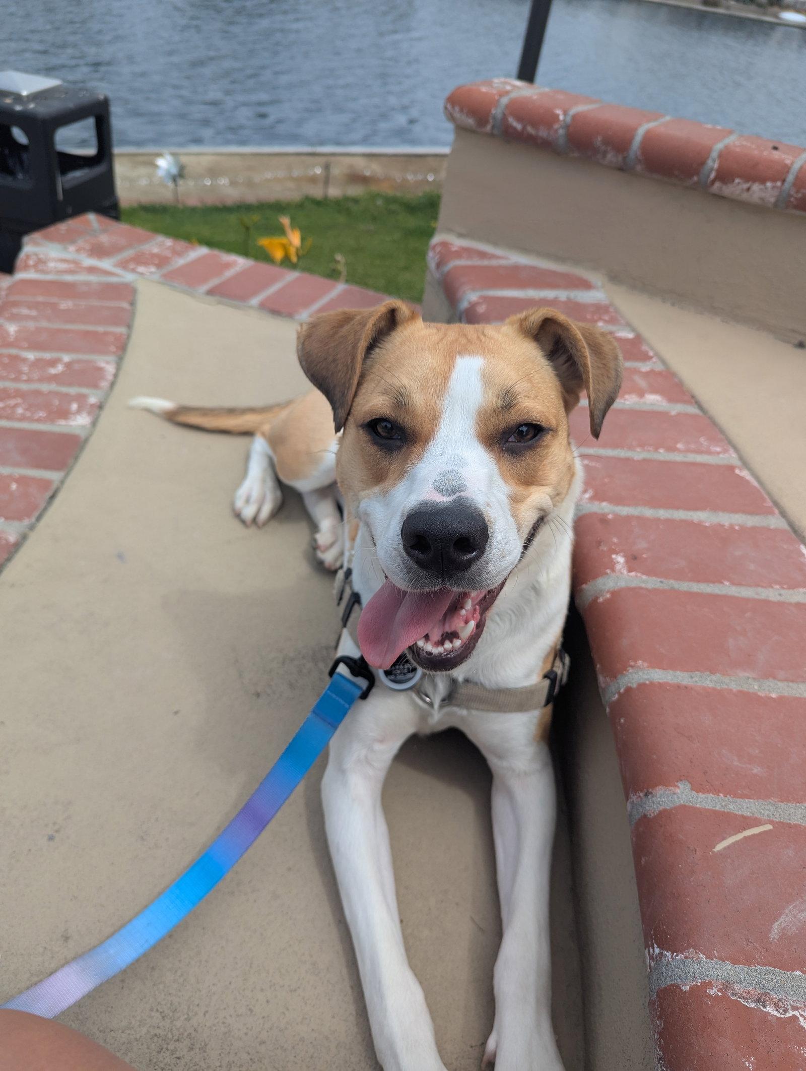 Enlarge Bailey, a Adoptable Hound in Burlingame, CA image 3/3