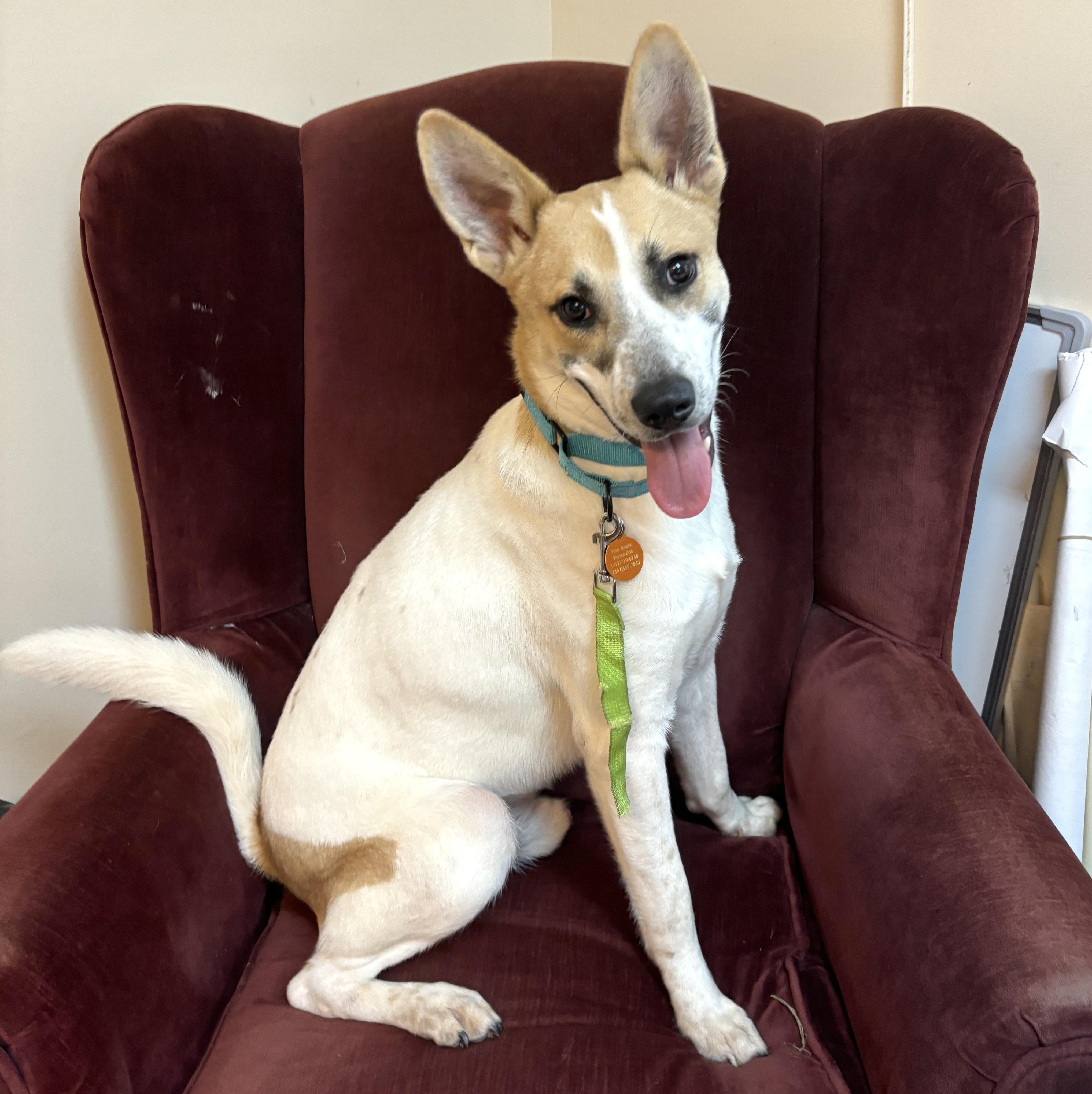 Stitch, a Adoptable mixed breed in Brooklyn, NY image 4/6