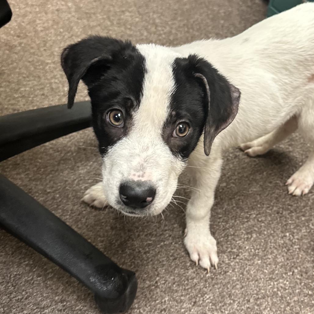 Rusty C-34487, Adoptable, Puppy Male Australian Cattle Dog / Blue Heeler.