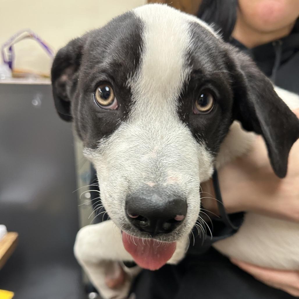Rusty C-34487, a Adoptable Australian Cattle Dog / Blue Heeler in Oklahoma City, OK image 4/4