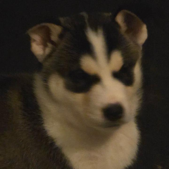 Balto, Adoptable, Puppy Male Husky & Mixed Breed.