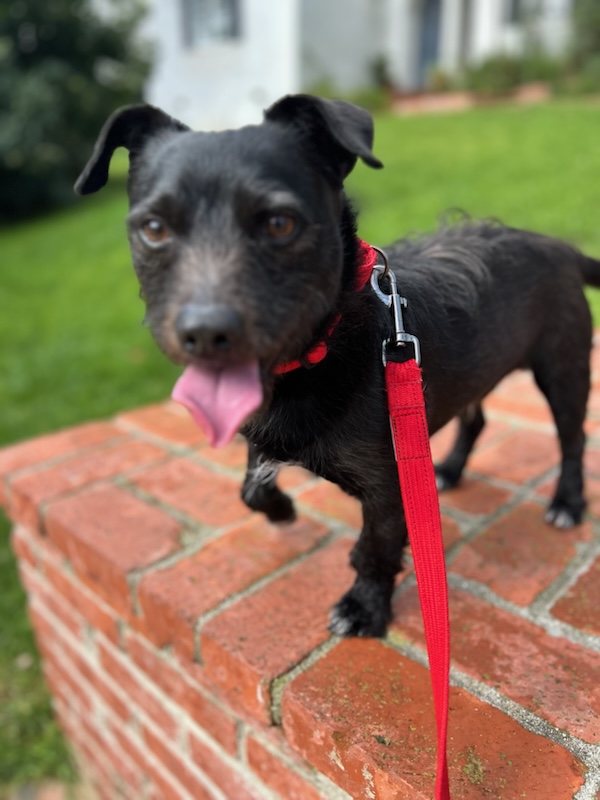 Enlarge Toto, a Adoptable mixed breed in Huntington Beach, CA image 1/2