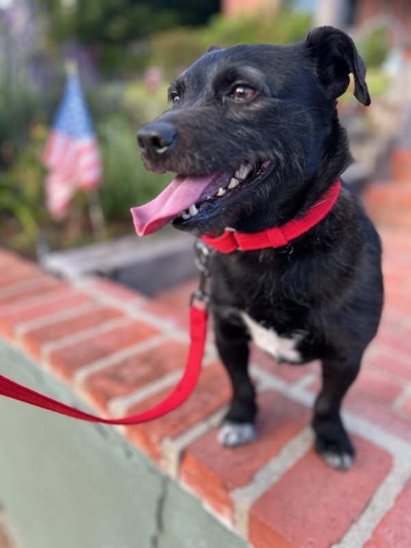 Enlarge Toto, a Adoptable mixed breed in Huntington Beach, CA image 2/2